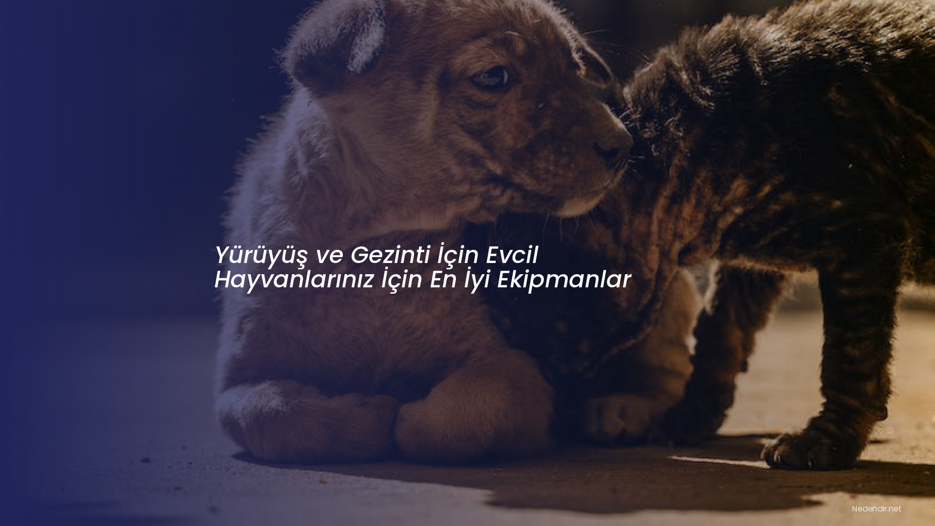 Yürüyüş ve Gezinti İçin Evcil Hayvanlarınız İçin En İyi Ekipmanlar